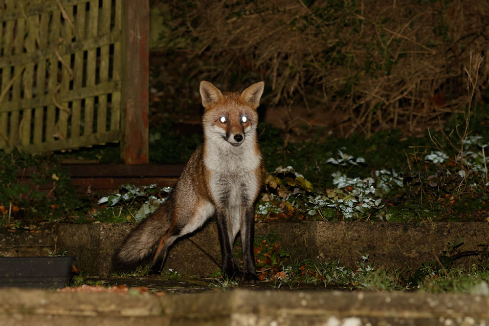1612141512143004.jpg - Fox at the rear of the garden