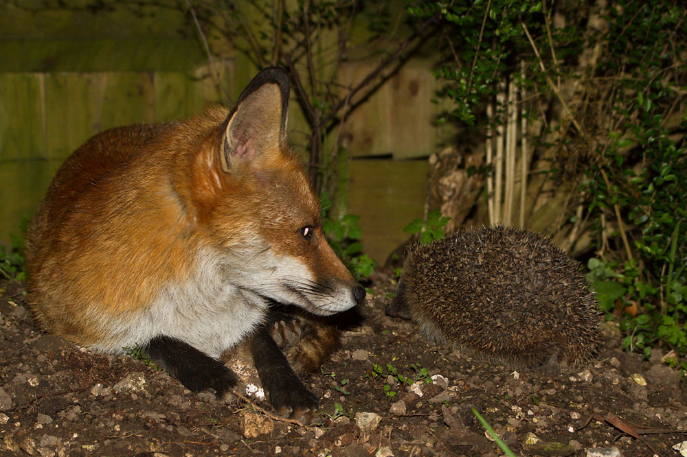 1701150904113428.jpg - Fox and hedgehog