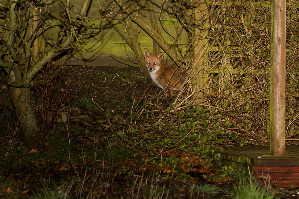 1702141602141884.jpg - fox in garden