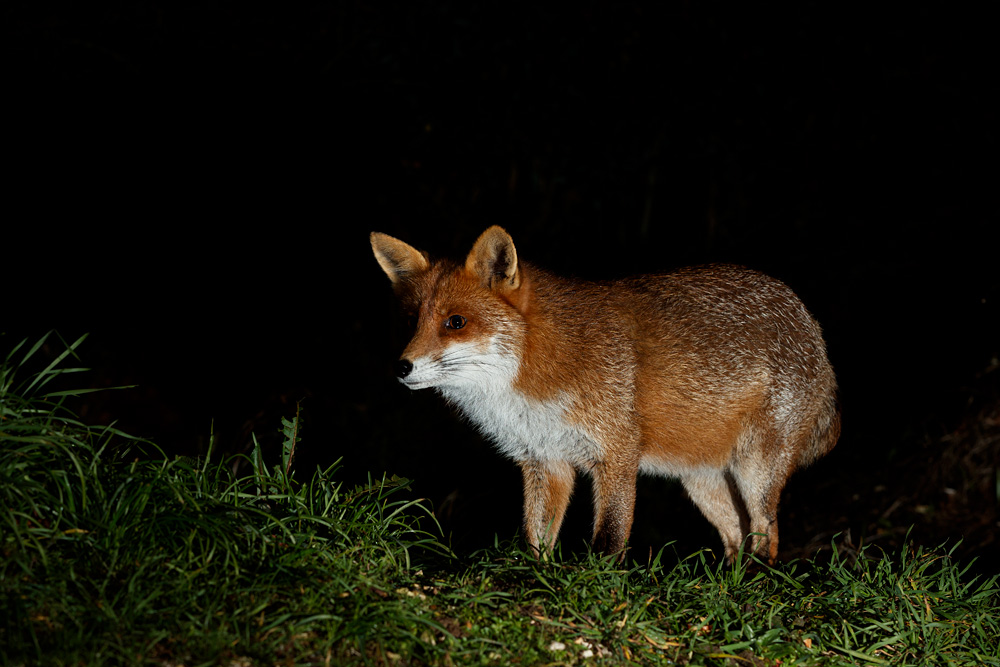 1702221702229063.jpg - Portrait of Stumpy
