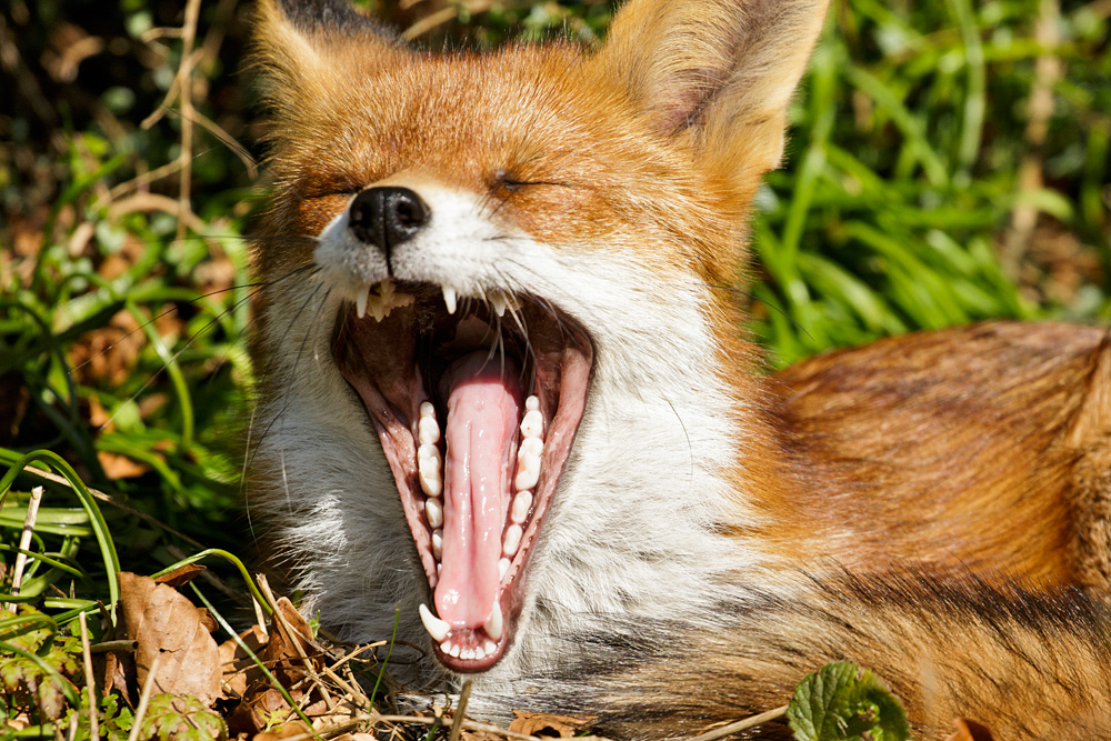 1703182402188031.jpg - Pretty Vixen  yawning