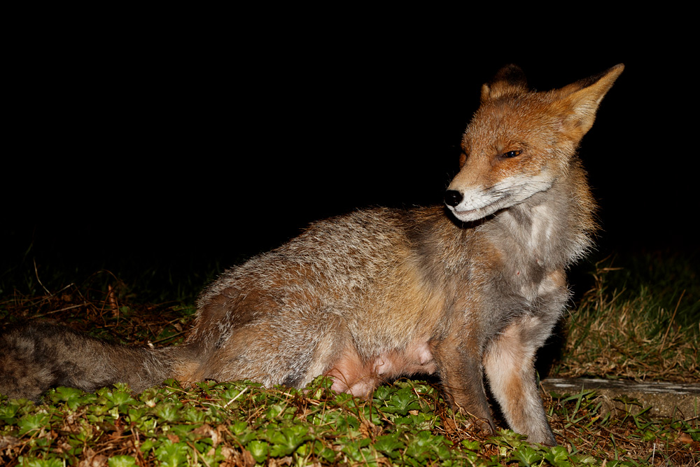1703191603197794.jpg - Wolfy (vixen) at night
