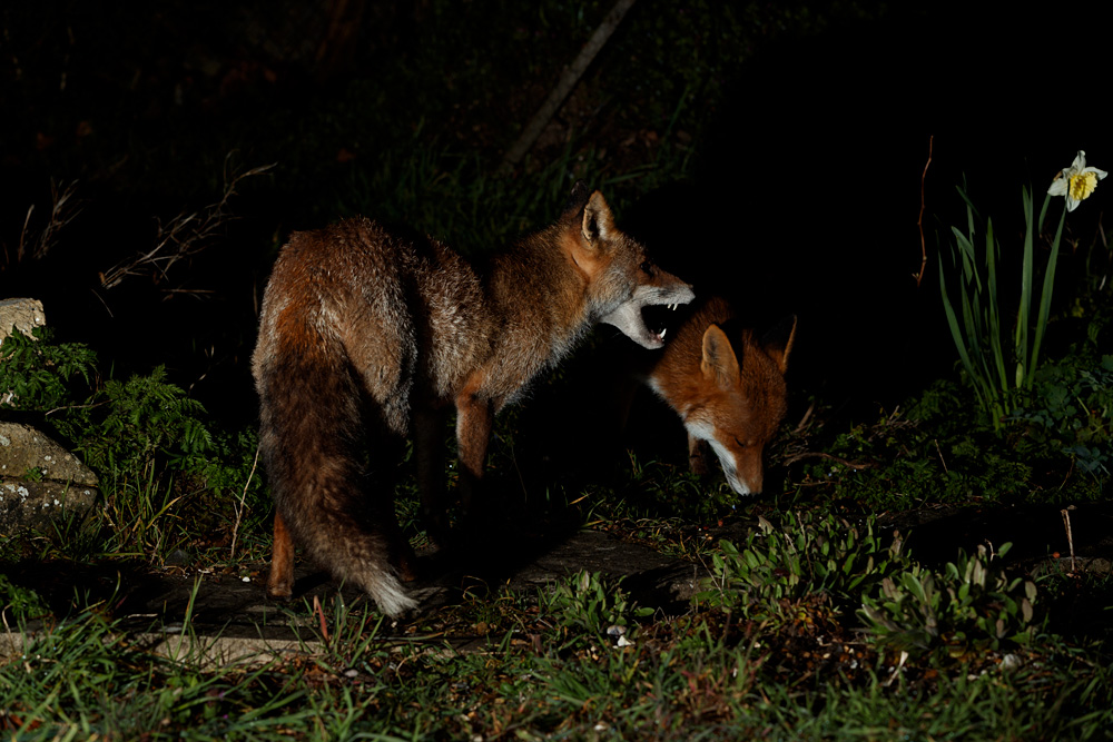 1703211703214918.jpg - Wolfy and Stumpy (both lactating)