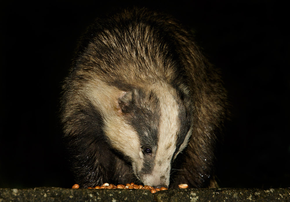 1704161604162745.jpg - Badger in garden