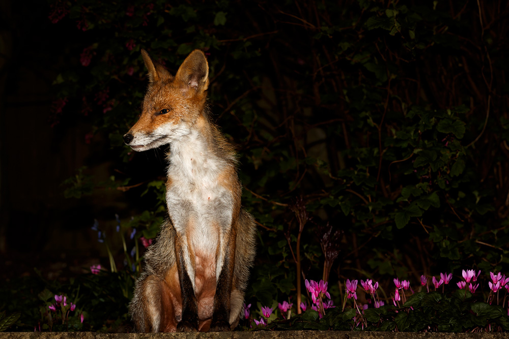 1704191704192585.jpg - Wolfy (vixen) at night