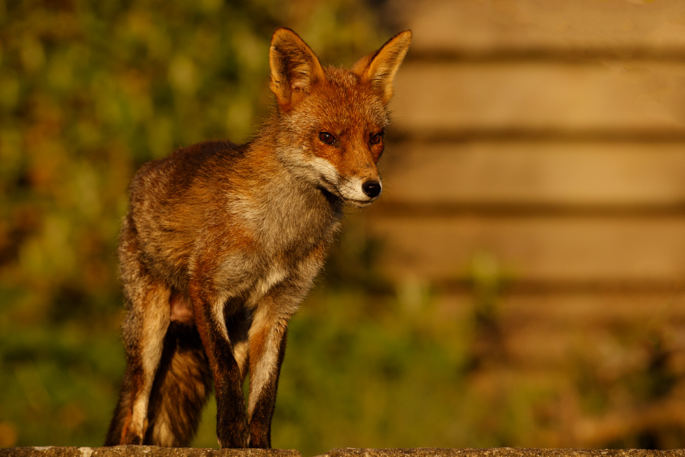 1704201504205315.jpg - Wolfy out in the sunshine