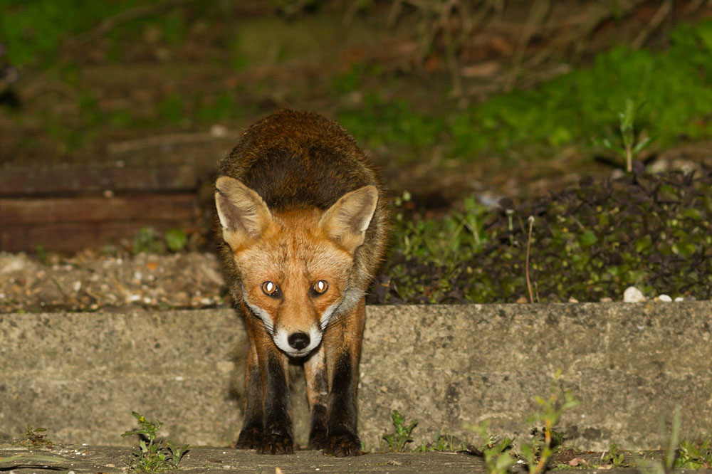 1705141505148013.jpg - Fox in suburban garden