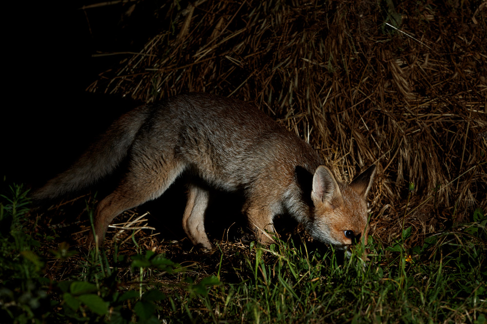 1706211406212110.jpg - Fox cub by compost heap