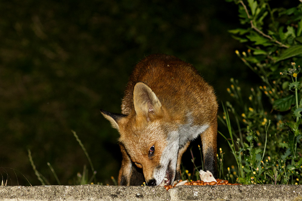 1707161707163659.jpg - Nicked ear vixen in suburban garden