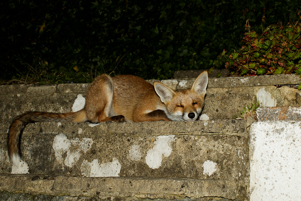 1707171707179924.jpg - 'Long Nose' resting on garden steps