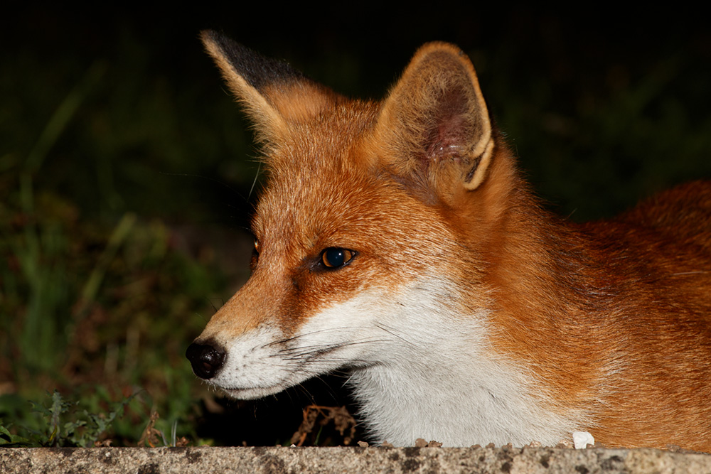 1709181709188655.jpg - Pretty Vixen posing by the wall