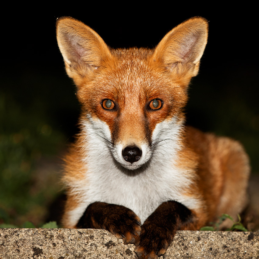 1710181409187189.jpg - Portrait of Long Nose, the young male fox at around 6 months old