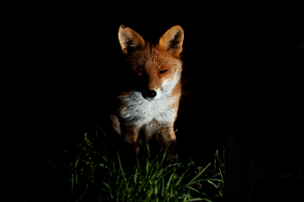 1710211510212679.jpg - Portrait of Stumpy