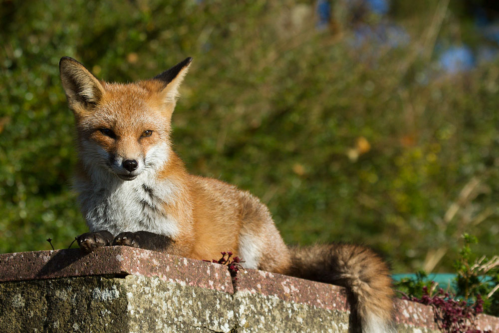 1711131011136493.jpg - Young fox in suburban garden
