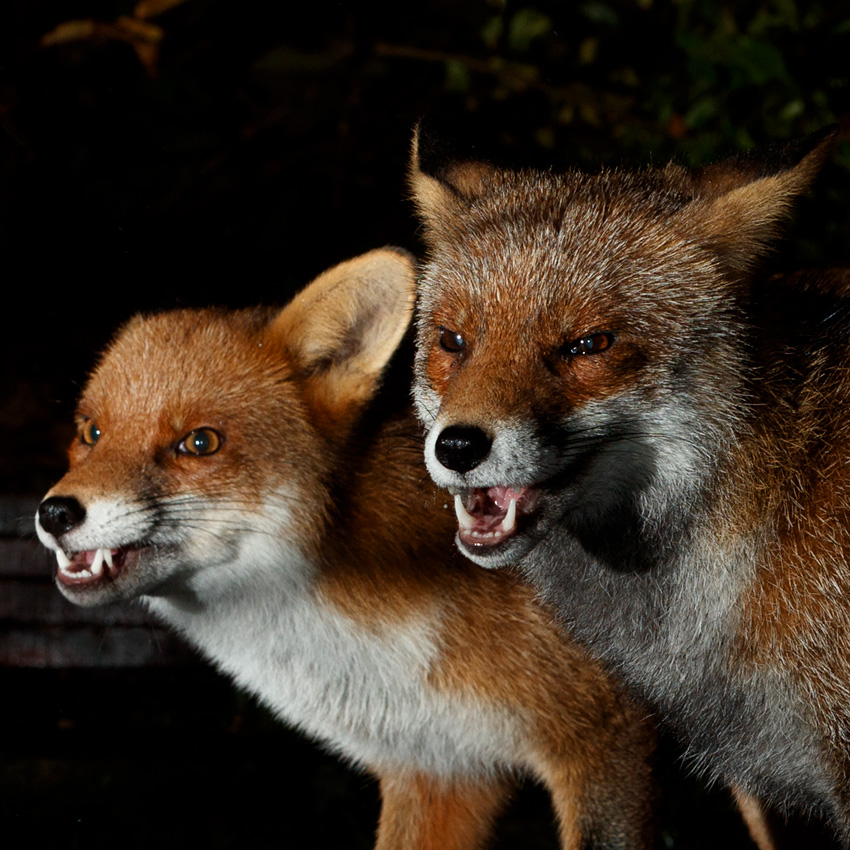 1711201611200062.jpg - Wolfy with Longtail