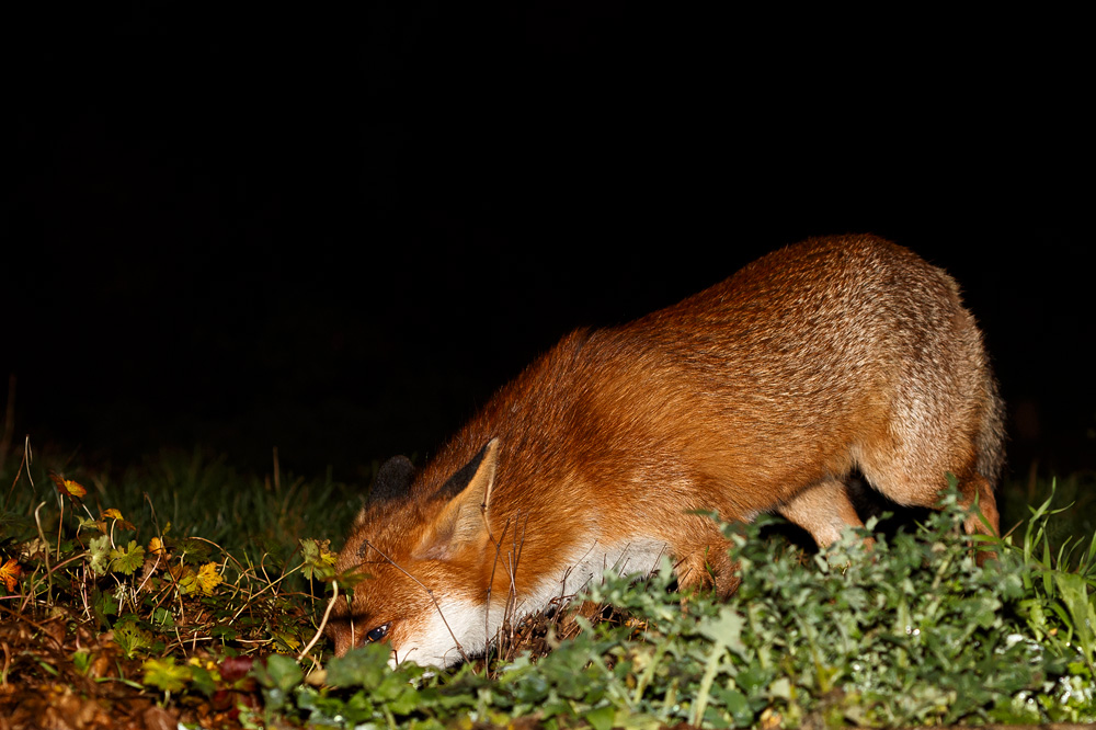 1712181712182533.jpg - Pretty foraging in the garden