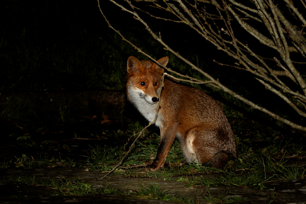 1712191612192946.jpg - Young fox (Stumpy)