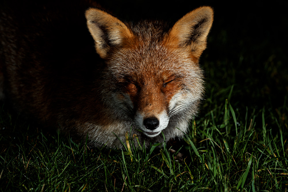 1801211401212874.jpg - Portrait of Wolfy