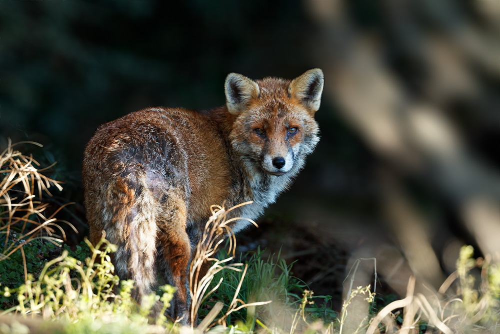 1801221701227514.jpg - The dog fox in the morning