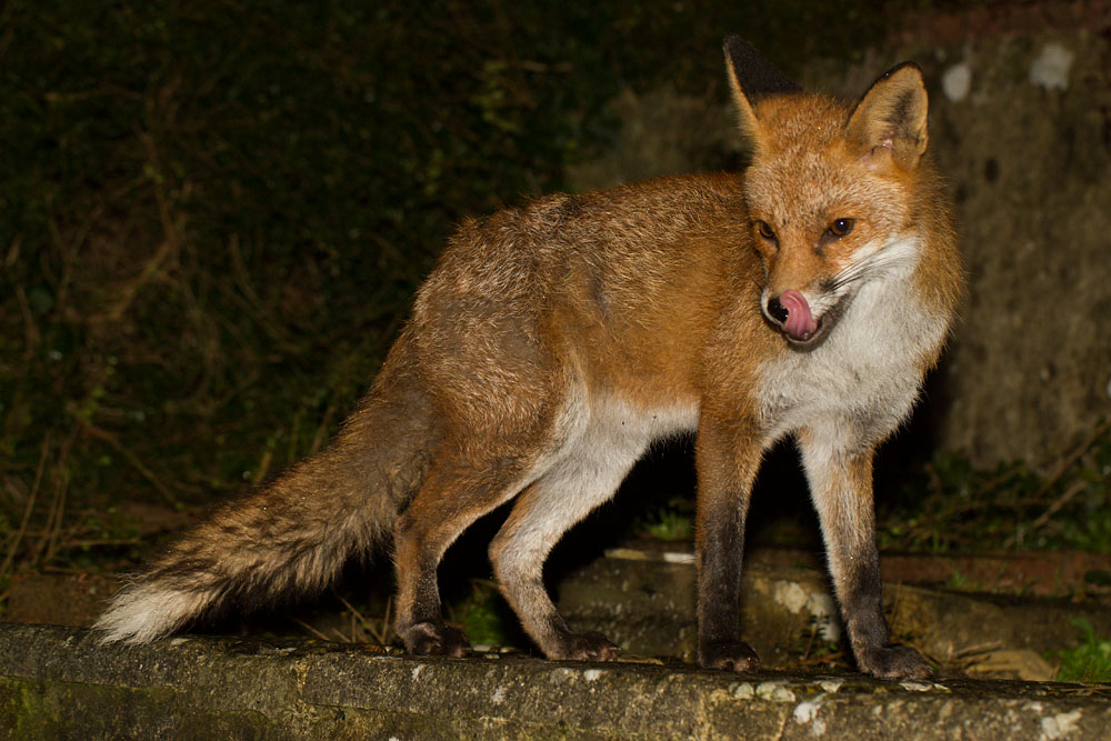 1802141702142104.jpg - Fox on steps
