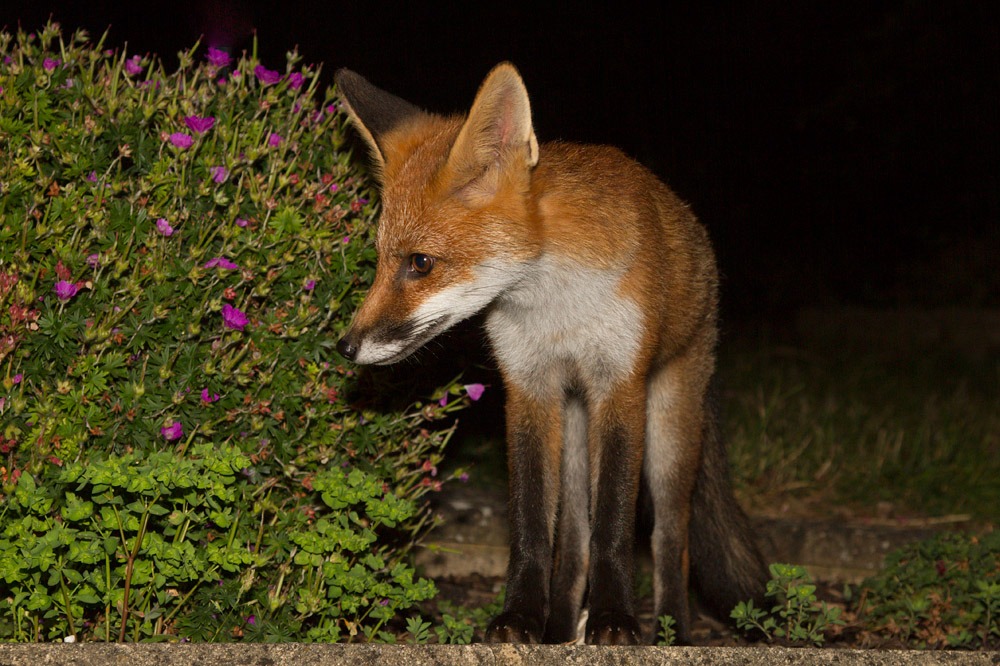 1803151407131094.jpg - Fox cub standing in garden