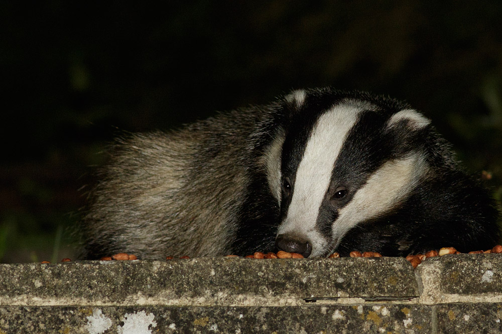 1806151306150014.jpg - Badger and peanuts