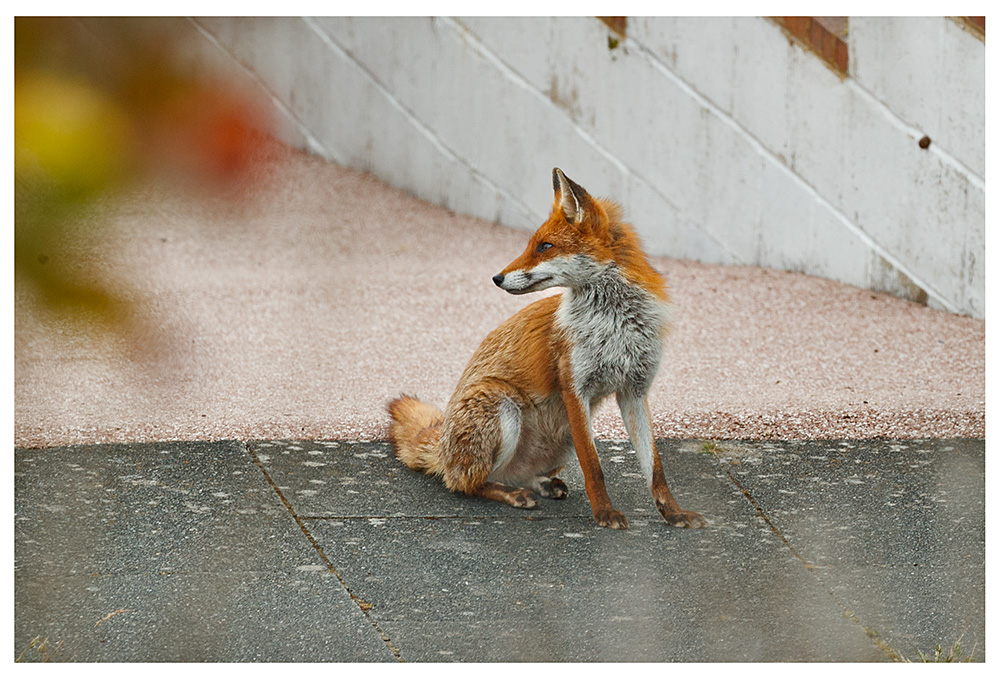 1806240906247365.jpg - Unknown fox in street