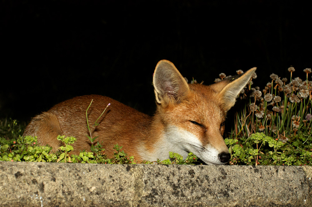 1807171807170415.jpg - Prety young vixen sleeping in the garden
