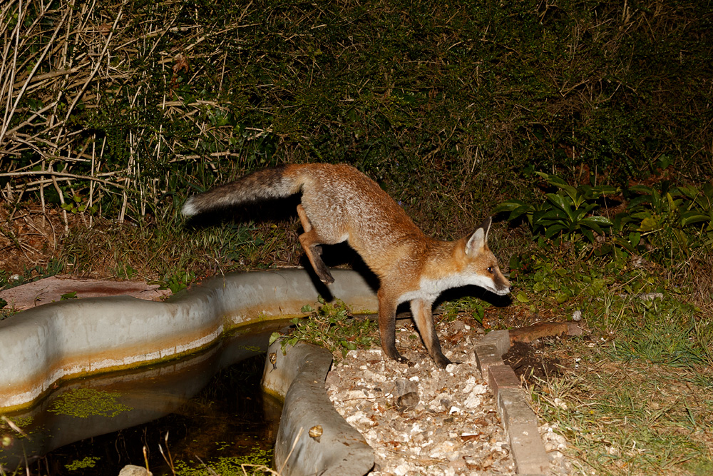 1807191807192601.jpg - Butch leaping over pond