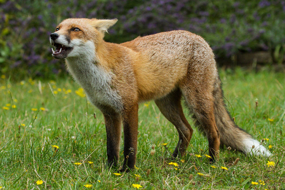 1808141808130156.jpg - Young fox standing