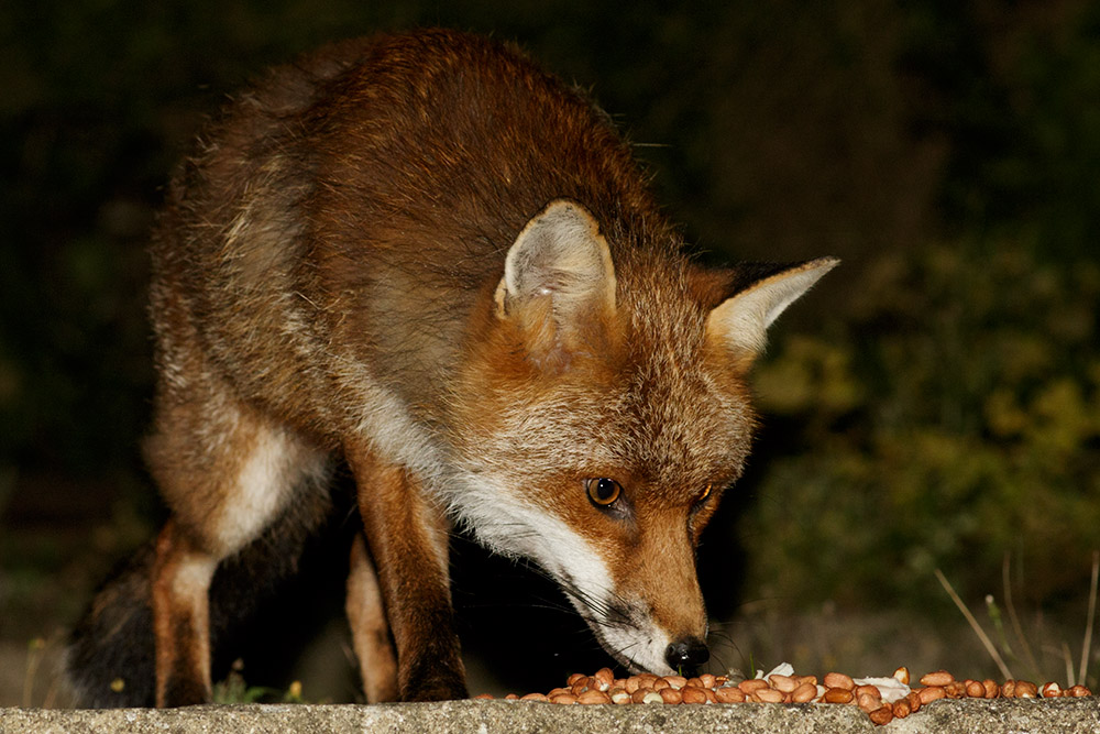 1808161408168570.jpg - Dog fox relaxing in garden