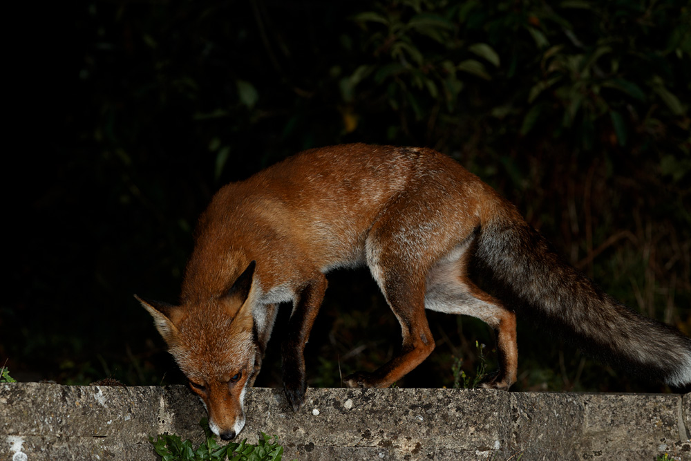 1808201808202381.jpg - Wolfy the vixen