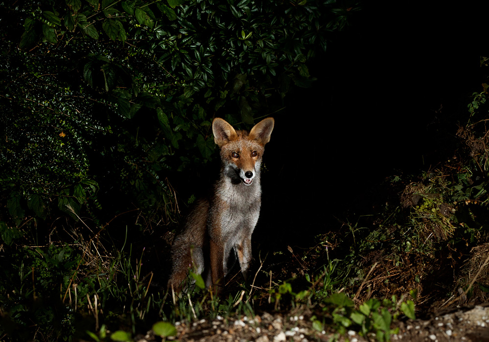 1808211808217395.jpg - Interloper fox