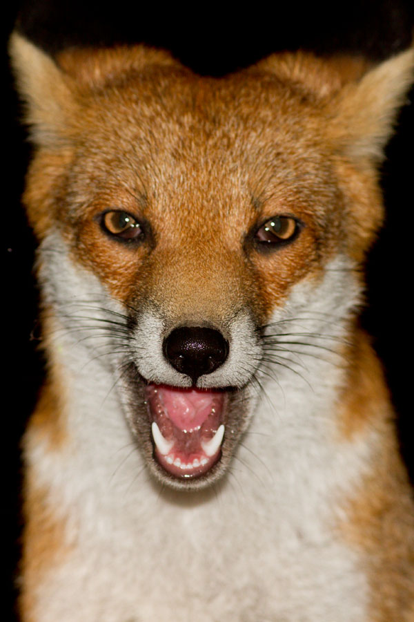 1809121709124204.jpg - Close up portrait of a young male fox.