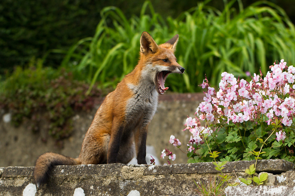 1809151806135024.jpg - Fox cub yawning