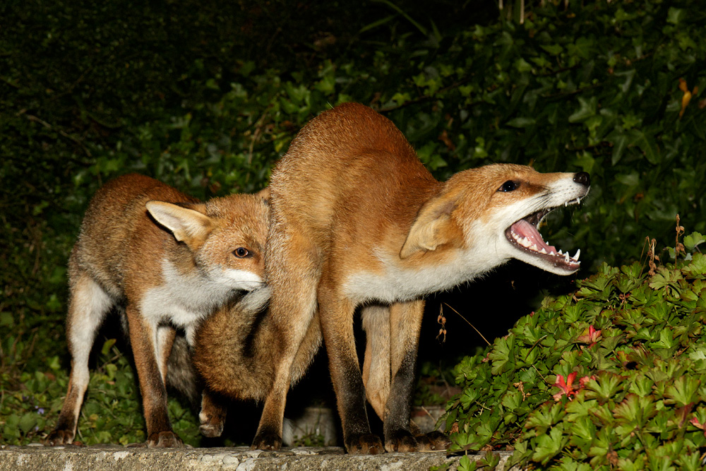1809171808170638.jpg - Fox cubs at night