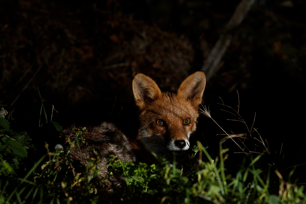 1809201909206273.jpg - Longtail lying down