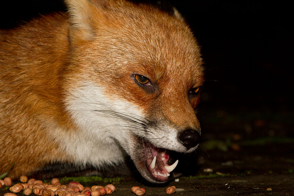 1811121611124127.jpg - Close up portrait of male fox (Vulpes vulpes) eating peanuts in a suburban garden.