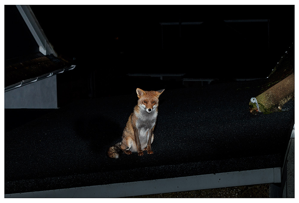 1811231811231817.jpg - Lopa on the garage roof