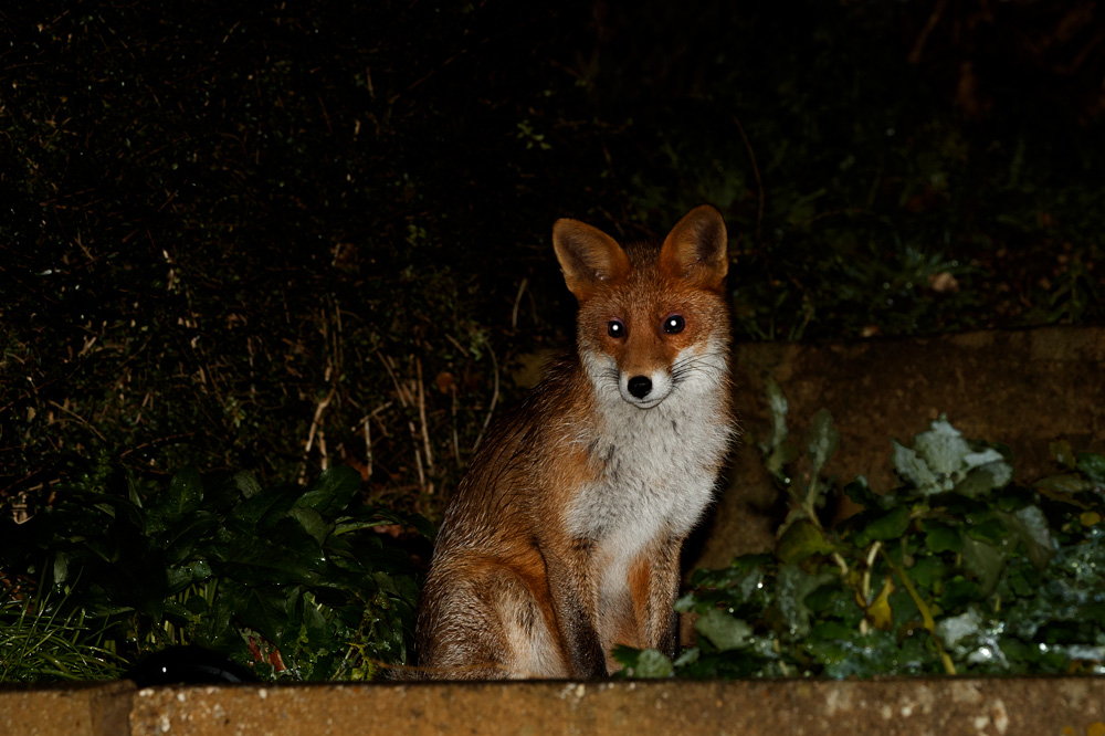 1812191712192976.jpg - Young fox (Stumpy)