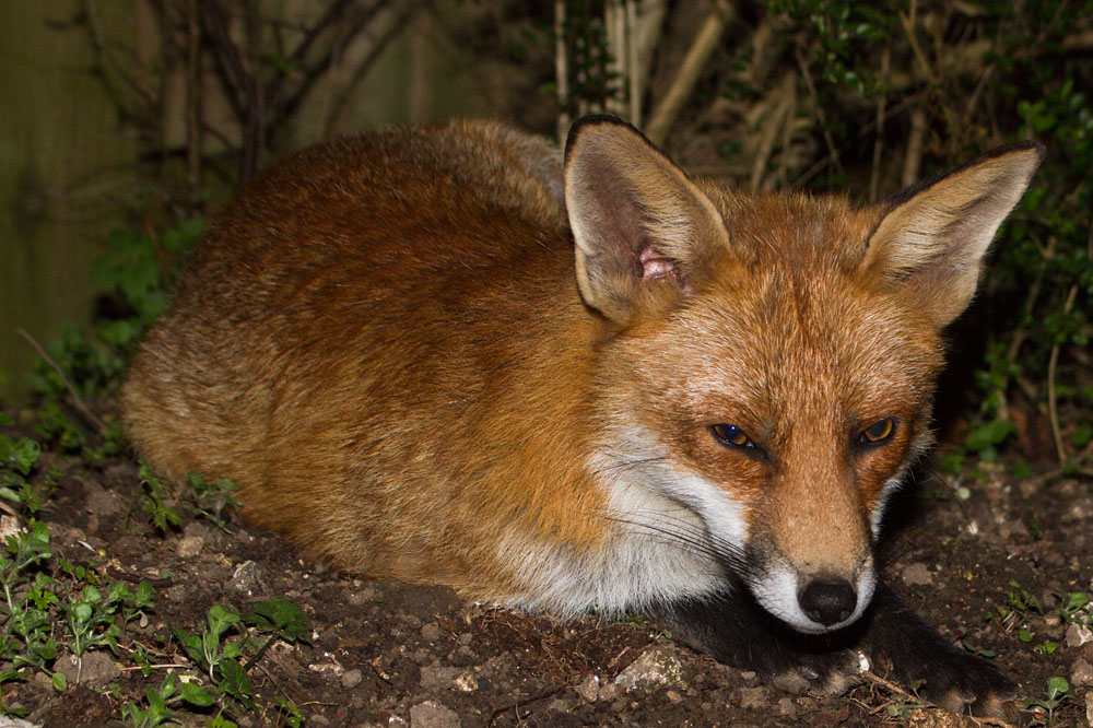 1901150904113419.jpg - Fox resting in garden border
