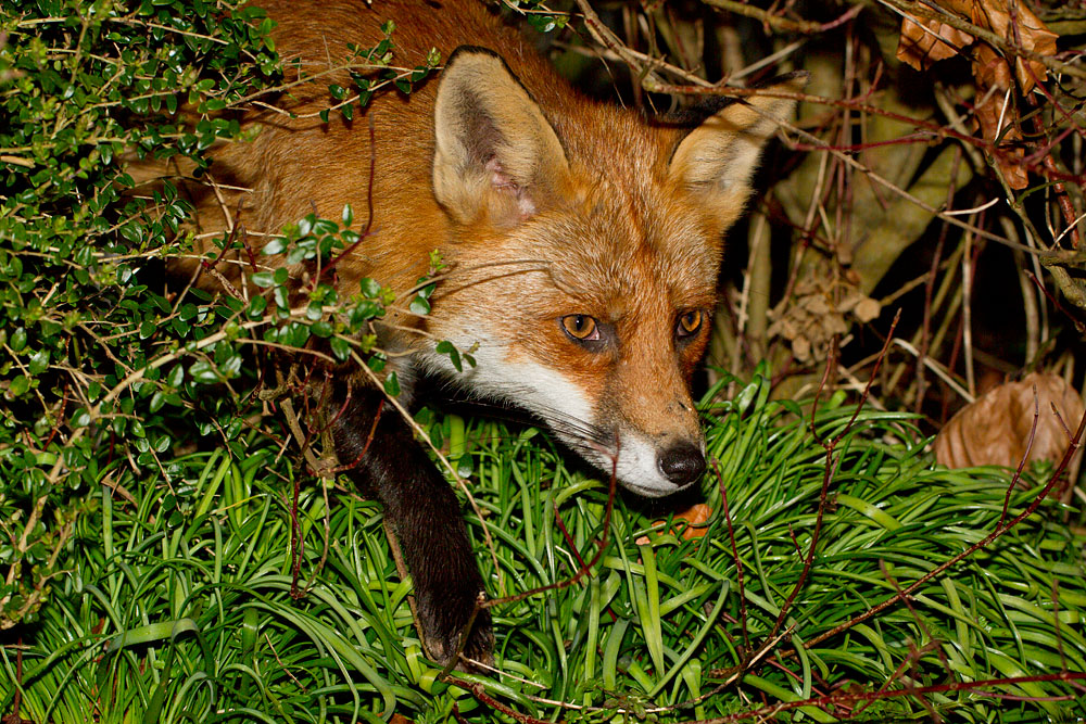 1903132002113876.jpg - Fox (Vulpes vulpes) appearing through a graden hedge.