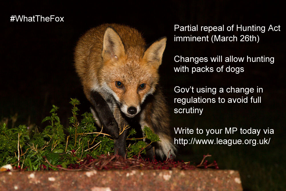 190314whatthefox.jpg - Fox in garden after rain