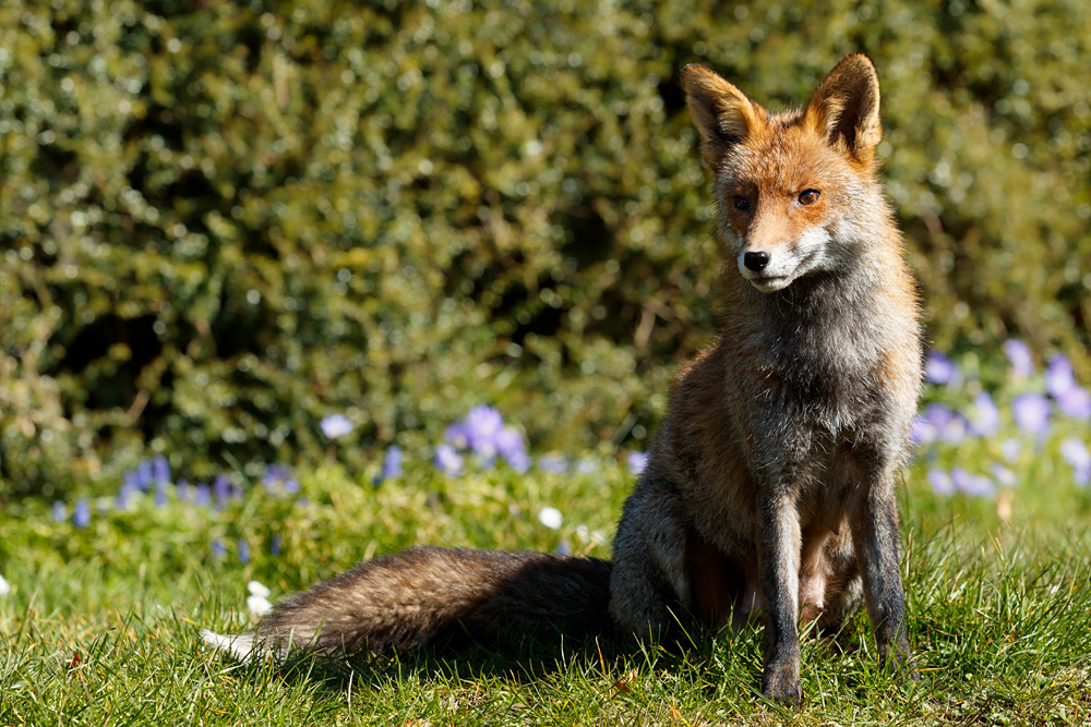 1903211903215042.jpg - Wolfy in the sunshine