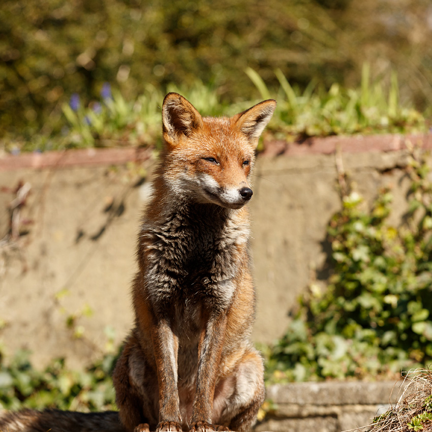 1903221803220476.jpg - Lopa in the sunshine