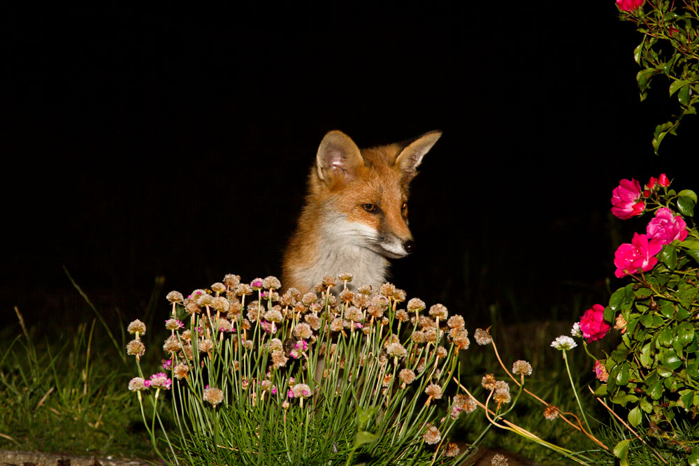 1904130107127489.jpg - Fox cub (Vulpes vulpes) sitting behind small plant at the side of a rose bush in a suburban garden.