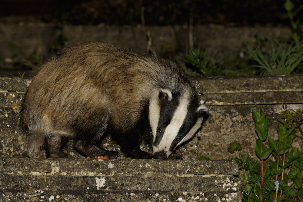1905150705152514.jpg - Badger and peanuts