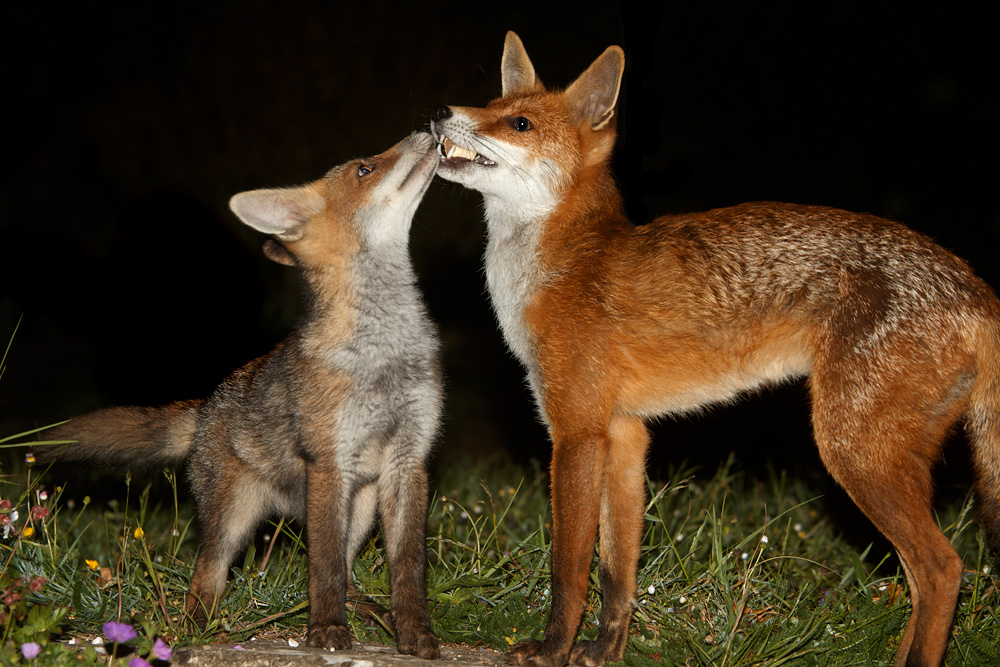 1905181905181665.jpg - Fox cub taking food from vixen