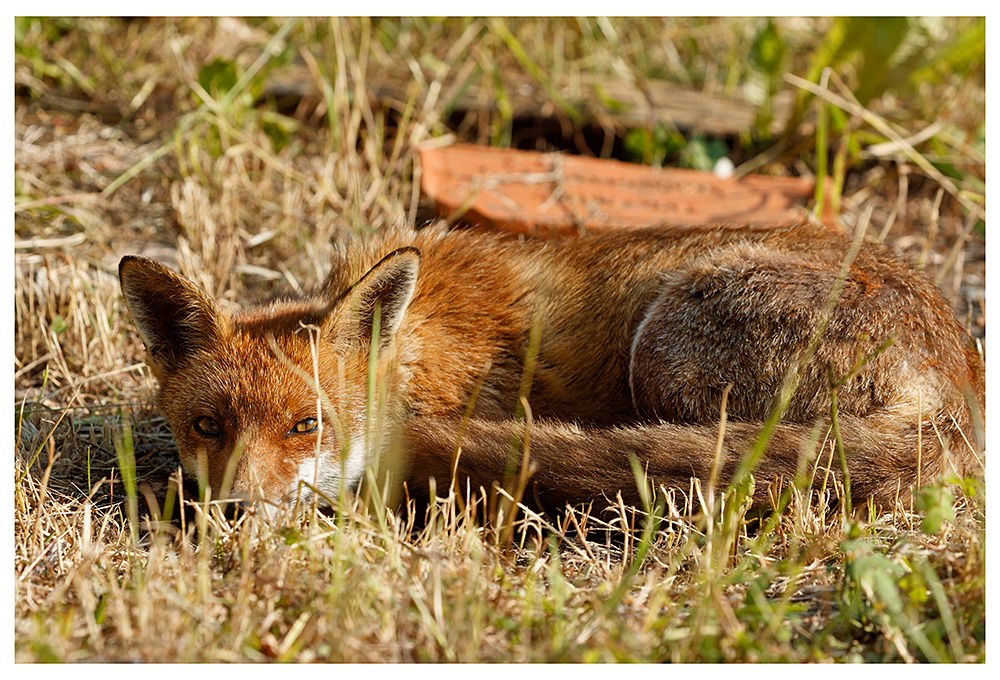 1905231805231305.jpg - Lopa laying in the sunshine