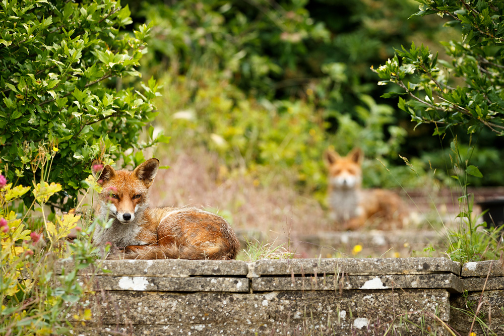 1906221906220177.jpg - Lopa and Stumpy hanging out in the garden